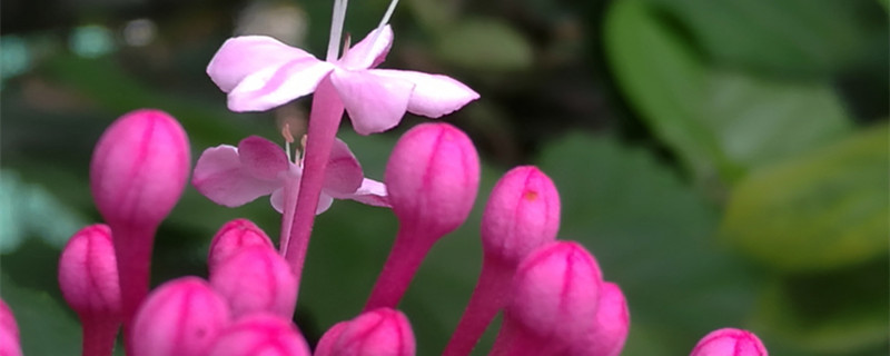 仙客来花茎变软怎么办（仙客来叶子茎变软）