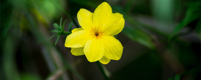 迎春花什么季节开（迎春花什么季节开花时间）