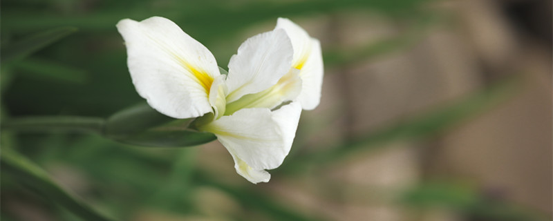 玉簪花的花语及传说（玉簪花的花语是什么）