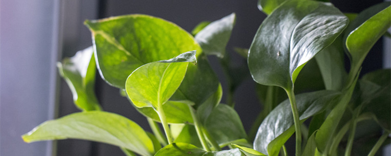 室内绿化植物 常见室内绿植