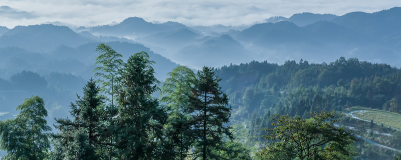 冷杉的寓意和象征（冷杉 寓意）