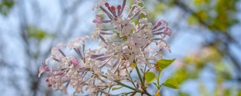 紫丁香花花语 紫丁香花花语和介绍