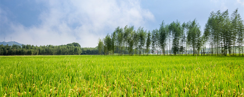 野火烧不尽春风吹又生是什么植物（野火烧不尽春风吹又生是什么植物图片）