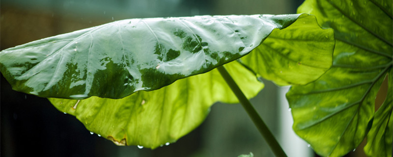 春羽花的养殖方法和注意事项 花卉春羽的养殖方法