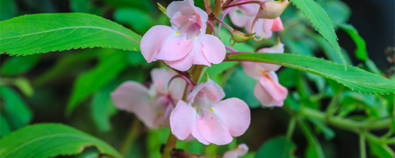 凤仙花是什么根系 凤仙花是什么根系?有怎样的作用?