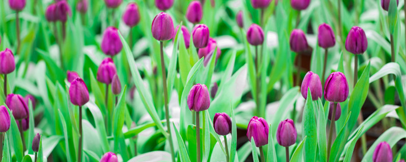 郁金香花语是什么（郁金香花语是什么意思）