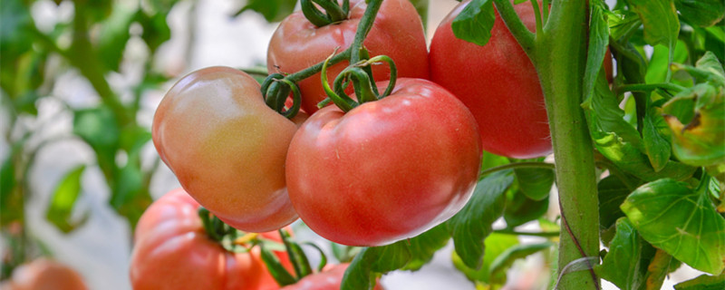 西红柿的种植方法（西红柿的种植方法和管理技术）