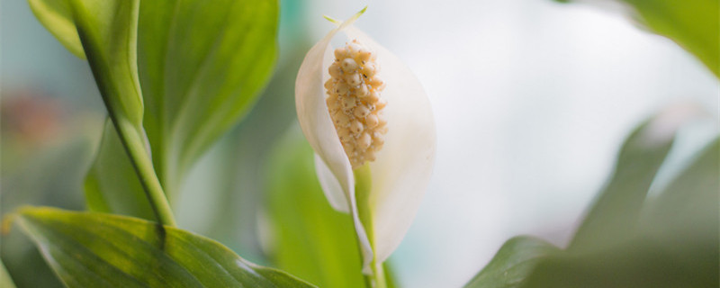 一帆风顺花怎么养（一帆风顺花怎么养叶子发黄）