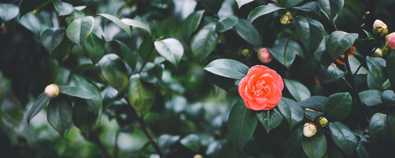 茶花掉叶子的补救方法 四季山茶花掉叶子的补救方法