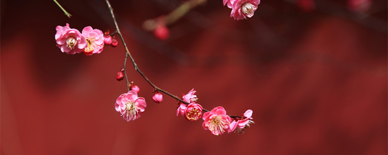 梅花夏天怎么养（梅花夏天怎么养护和管理）