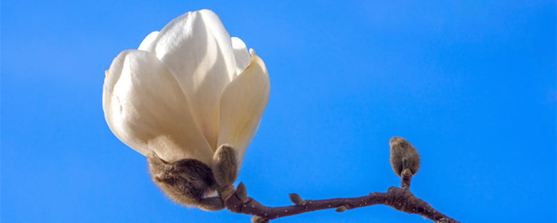 缅桂花的寓意和象征（桂花的象征与寓意）