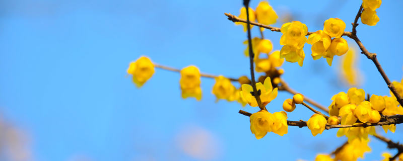 腊梅花开在什么季节开放（腊梅花是什么时候开的）