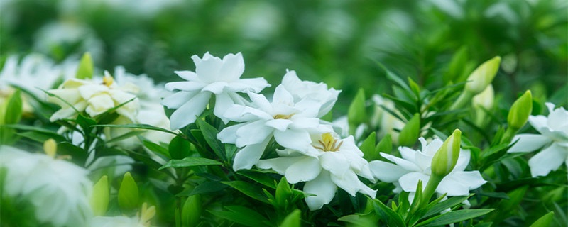夏天很香的白色花叫什么 白色很香的花叫什么花