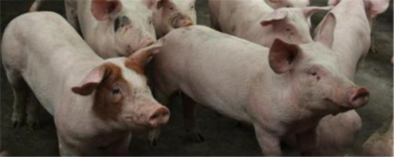 猪得了非洲猪瘟的症状 得了非洲猪瘟的猪的症状