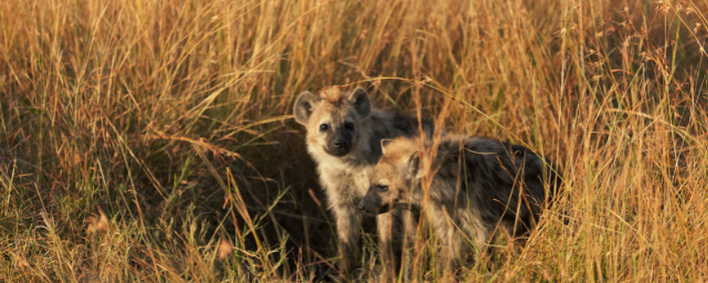 鬣狗吃人吗(鬣狗吃动物残忍吗)