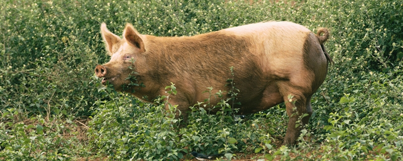 杜洛克猪的养殖方法（杜洛克猪养殖技术）
