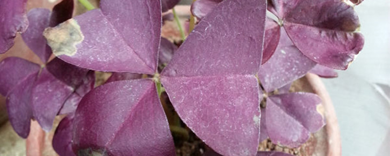 紫叶酢浆草用什么土养好 紫叶酢浆草用什么土种植