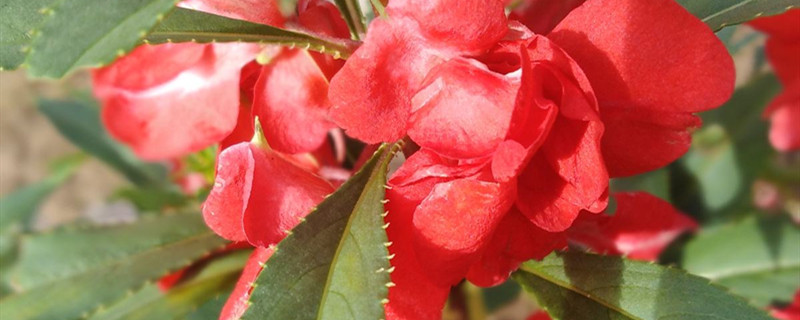 凤仙花用什么土养好 凤仙花适宜什么样的土