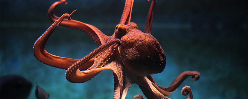 八爪鱼和章鱼有什么区别 章鱼和八爪鱼的区别是什么