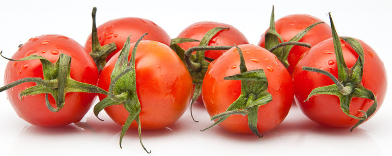 番茄种植方法和时间 番茄的种植时间和收获时间