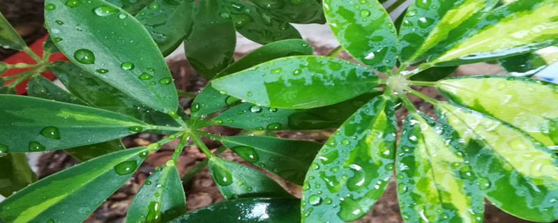 鹅掌柴种植方法和时间（鹅掌柴的种植方法和注意事项）