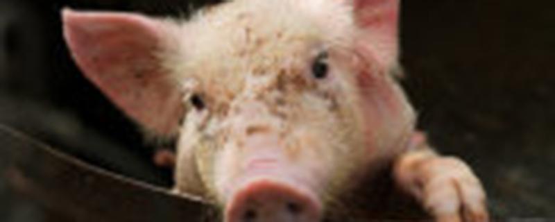 红毛猪和普通猪的区别 红毛猪和花猪是什么品种