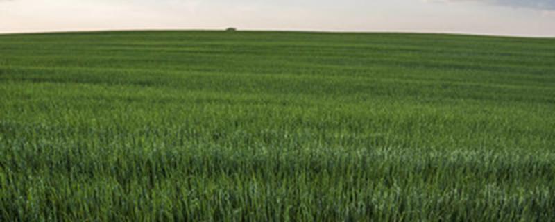 护坡草籽种植方法 护坡喷播草籽后用什么覆盖最好