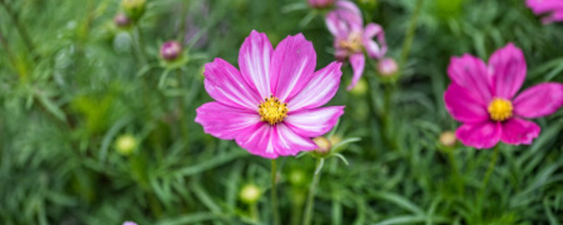 大面积格桑花种植方法 格桑花种植间距