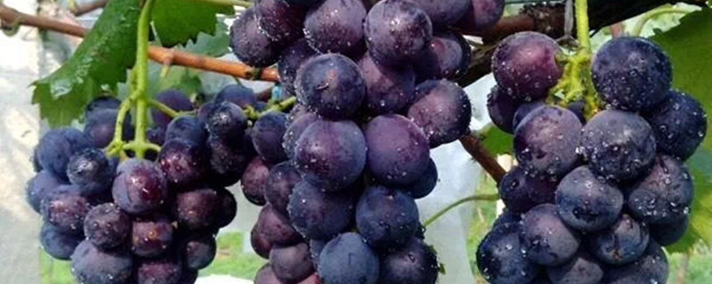 葡萄怎么施肥 家庭种植葡萄怎么施肥