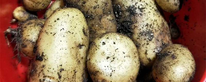 马铃薯什么时候喷磷酸二氢钾（土豆什么时候打磷酸二氢钾）