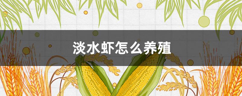 淡水虾怎么养殖（淡水虾怎么养殖技术）