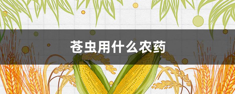 苍虫用什么农药（苍虫打什么药啊）