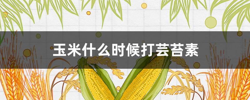 玉米什么时候打芸苔素（玉米什么时候打芸苔素和控旺）