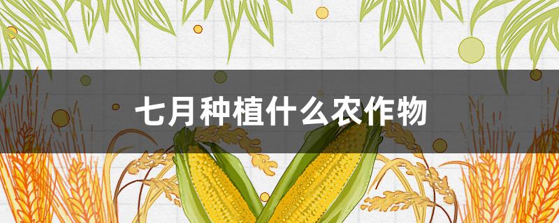 七月种植什么农作物 南方七月种植什么农作物