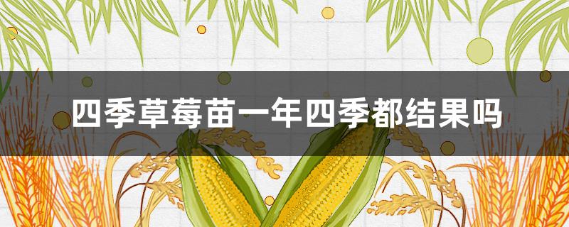 四季草莓苗一年四季都结果吗 四季草莓苗什么时候结果