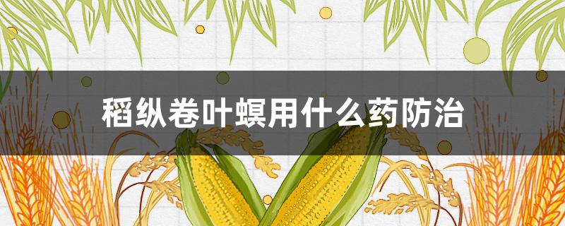 稻纵卷叶螟用什么药防治（稻纵卷叶螟的防治药剂）