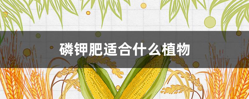 磷钾肥适合什么植物（磷钾肥适合什么植物用）