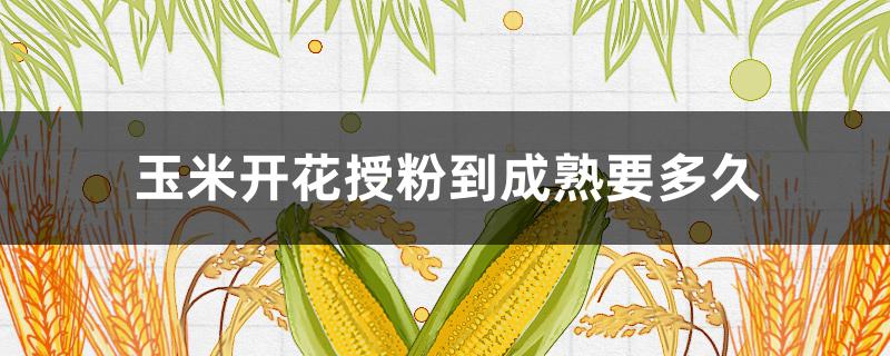 玉米开花授粉到成熟要多久（玉米授粉到成熟多少天）