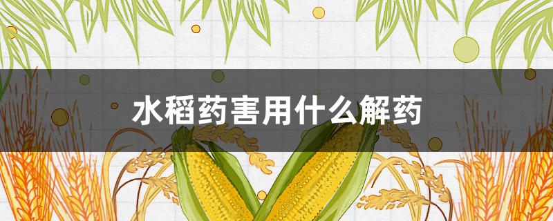 水稻药害用什么解药（水稻药害用什么解药快）