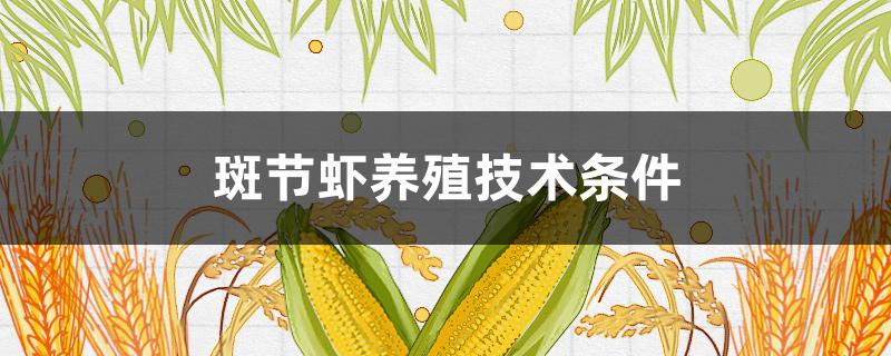 斑节虾养殖技术条件 斑节虾怎么养殖技术