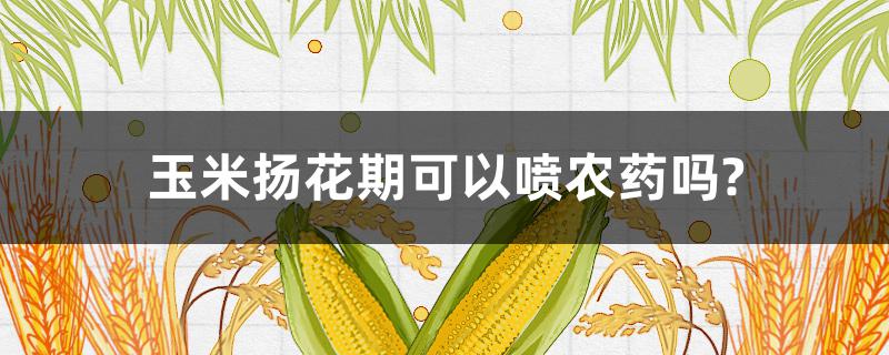 玉米扬花期可以喷农药吗?（玉米开花期是否可以打药）