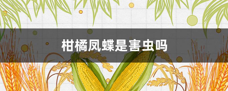 柑橘凤蝶是害虫吗（柑橘凤蝶幼虫是害虫吗）