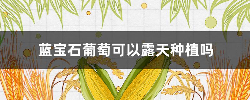 蓝宝石葡萄可以露天种植吗 蓝宝石葡萄能露天种植吗