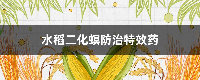 水稻二化螟防治特效药（水稻二化螟用药）