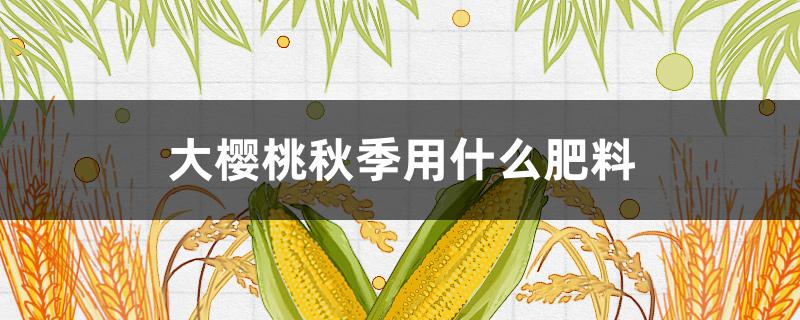 大樱桃秋季用什么肥料（大樱桃秋季用什么肥料好应怎施肥好）