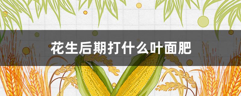 花生后期打什么叶面肥（花生生长后期打什么叶面肥）