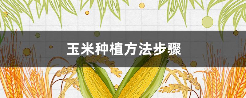 玉米种植方法步骤（玉米种植方法步骤图解简笔画）