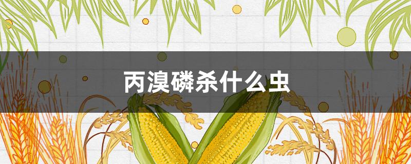 丙溴磷杀什么虫（丙溴磷杀什么虫能杀蚜虫吗）