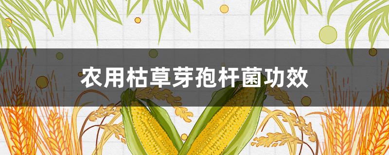 农用枯草芽孢杆菌功效 农用枯草芽孢杆菌百科