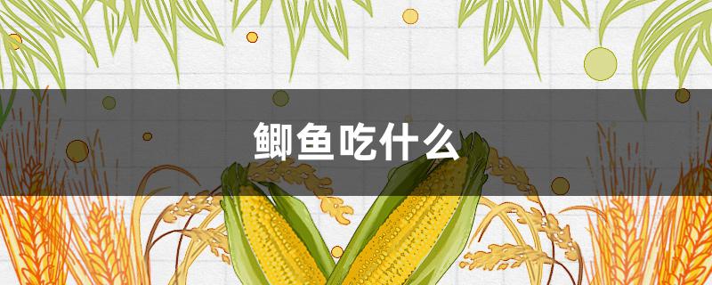 鲫鱼吃什么 鲫鱼吃什么食物生长快